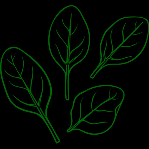 Spinach Thumbnail